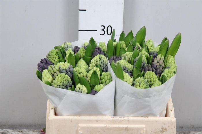 <h4>Hyac Gemengd Pastel</h4>