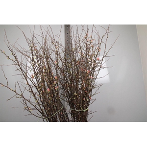 Chaenomeles Japonica