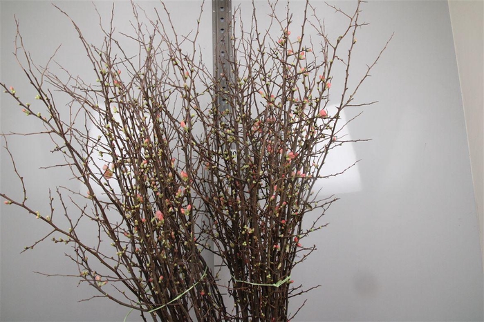 <h4>Chaenomeles Japonica</h4>