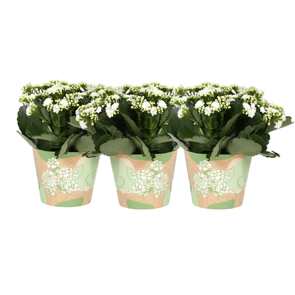 <h4>KP-849.1 GR - Kalanchoe Rosalina in groene waterdichte smartcup</h4>