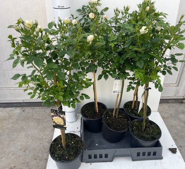 <h4>ROSA ST OV</h4>