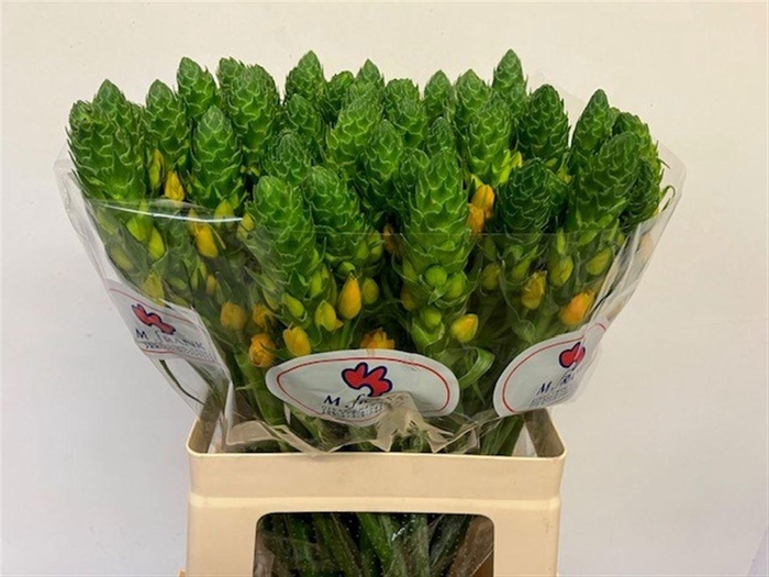 <h4>ORNIT DB GOLD STAR</h4>