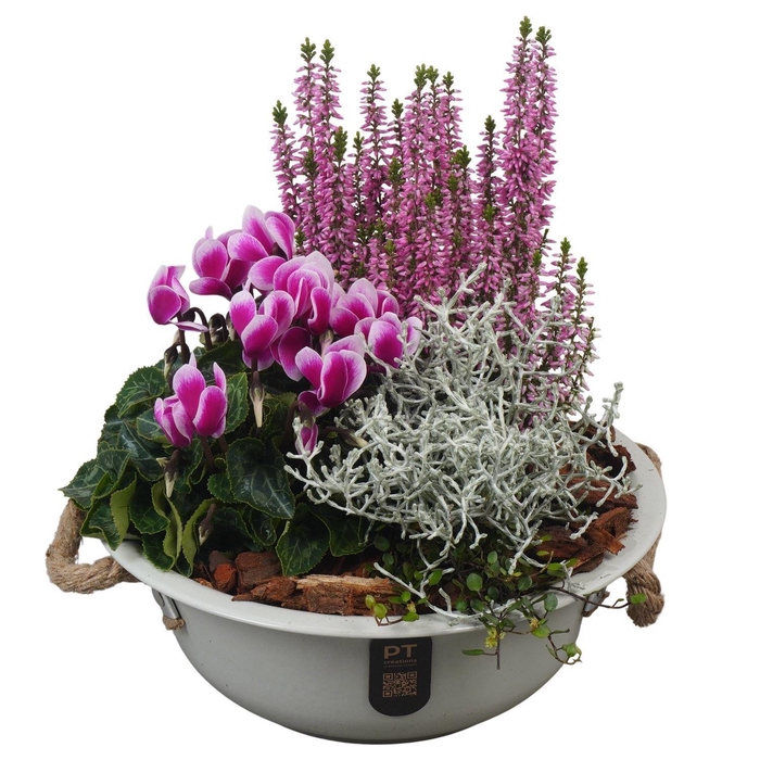 <h4>Arr.   Tuinplanten L%</h4>