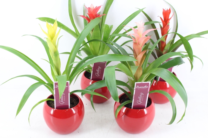 <h4>arr3 ZS - Guzmania mix bolpot rood</h4>