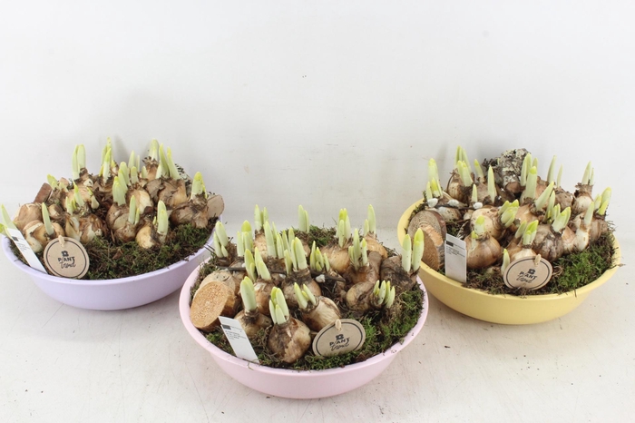 <h4>arr4 Narcis PL - Zink Ilse schaal laag mix</h4>