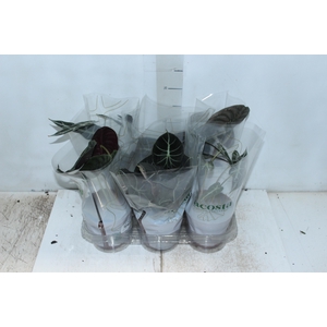 ALOCASIA P12