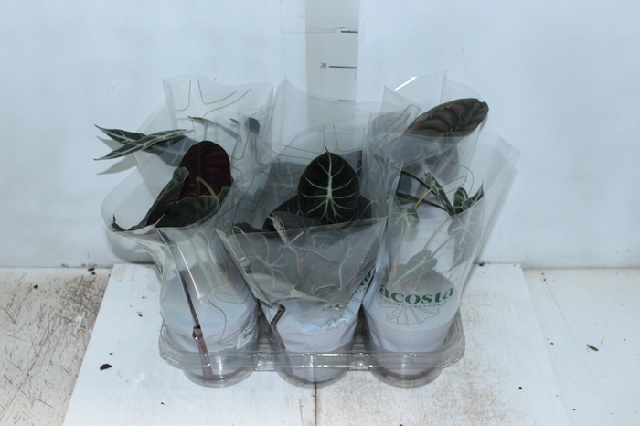<h4>ALOCASIA P12</h4>