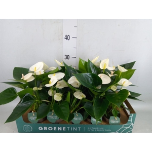 Anthurium andr. 'Namora'