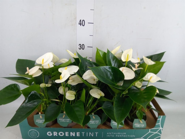 <h4>Anthurium andr. 'Namora'</h4>