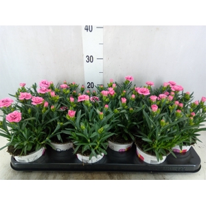 Dianthus  'Oscar Pink Star'