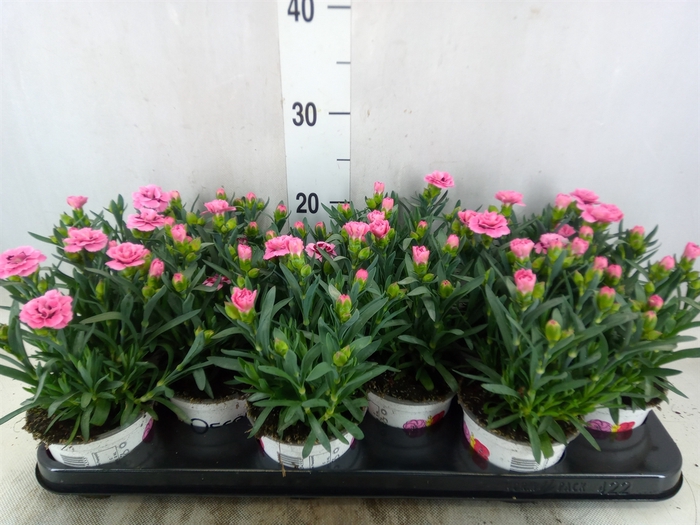 <h4>Dianthus  'Oscar Pink Star'</h4>