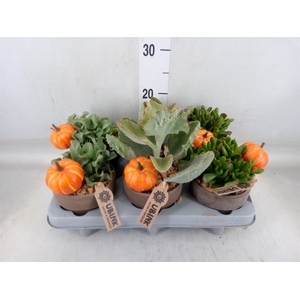 Crassula   ...mix