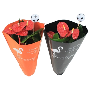 Anthurium XL.9 Jambo Red 14cm in oranje en zwarte hoes met voetbalsteker