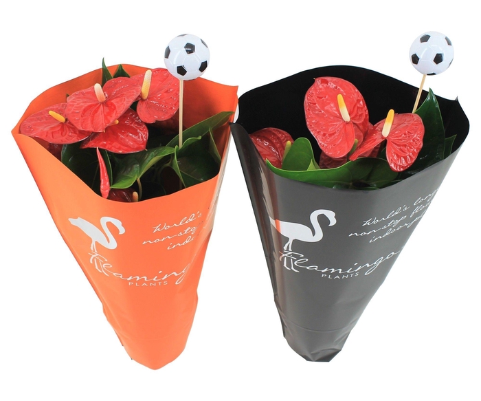 <h4>Anthurium XL.9 Jambo Red 14cm in oranje en zwarte hoes met voetbalsteker</h4>