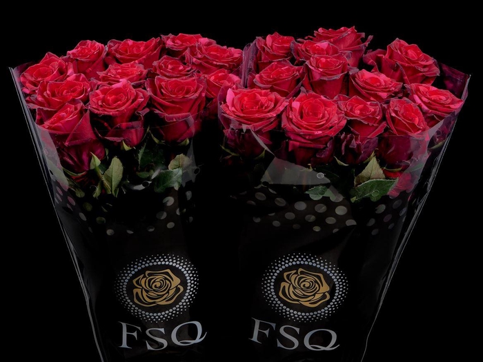 <h4>R GR Red Panther</h4>