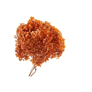 Hydr Annabella Preserved Orange