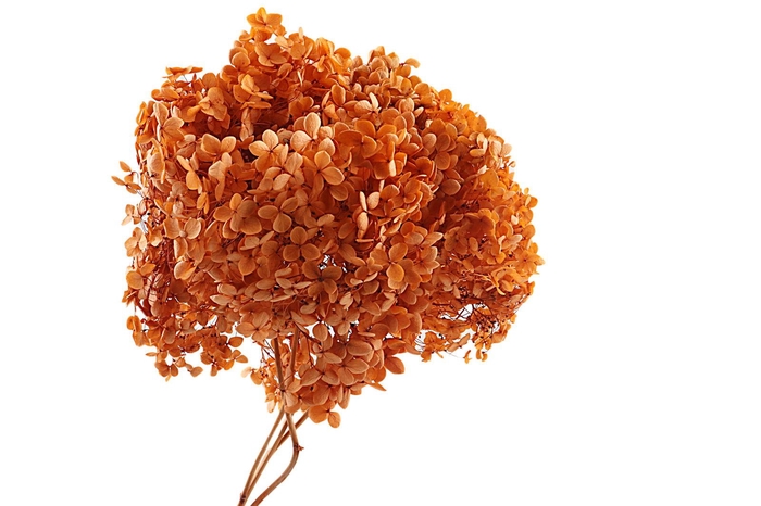 <h4>Hydr Annabella Preserved Orange</h4>