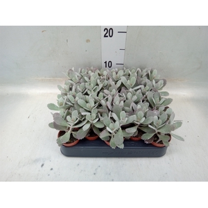 Kalanchoe NF pumila