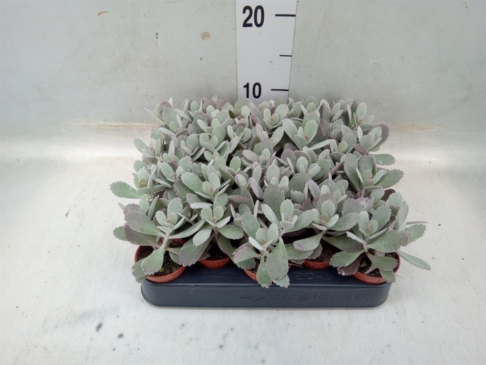 <h4>Kalanchoe NF pumila</h4>