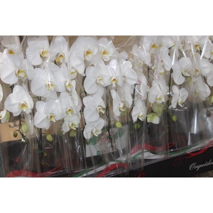 PHALAENOPSIS CASCATA P15 BRANCO MIN 8 FLS