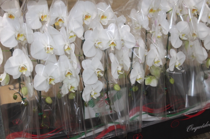 <h4>PHALAENOPSIS CASCATA P15 BRANCO MIN 8 FLS</h4>
