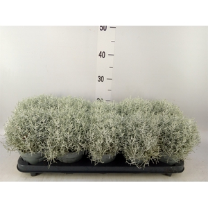 Leucophyta brownii