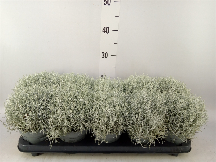 <h4>Leucophyta brownii</h4>