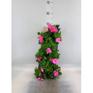 Perkplanten   ...sorted   [Bedding]