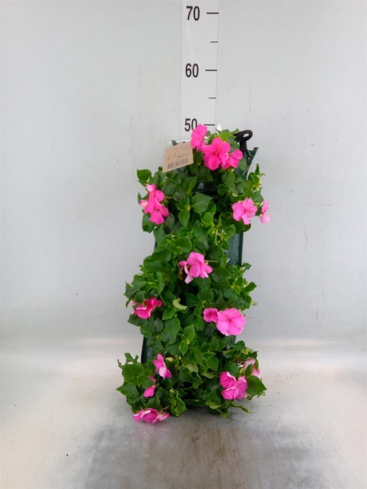 <h4>Perkplanten   ...sorted   [Bedding]</h4>