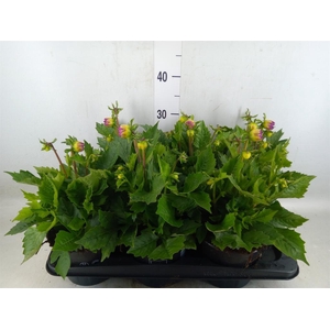 Dahlia  'Dahlinova Tempt Purple'