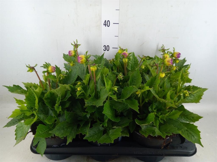 Dahlia  'Dahlinova Tempt Purple'