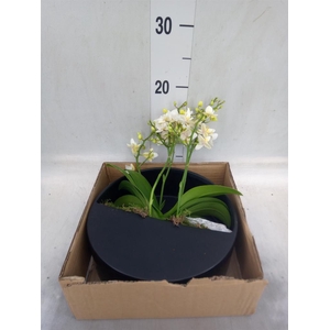 Arr.  Phalaenopsis MT 18+   H%