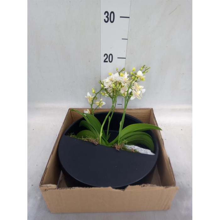 <h4>Arr.  Phalaenopsis MT 18+   H%</h4>
