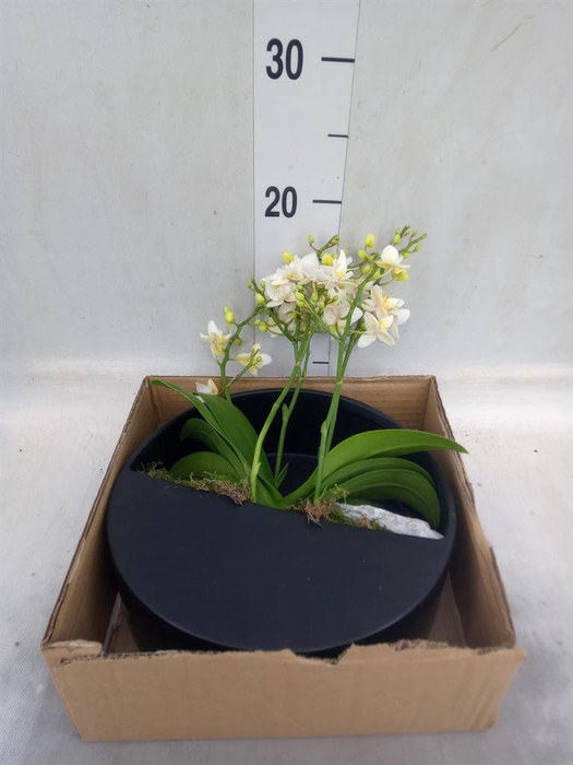 Arr.  Phalaenopsis MT 18+   H%