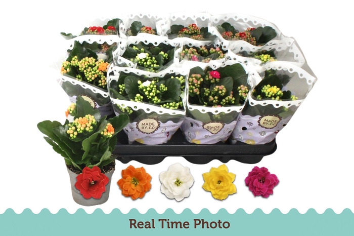 <h4>KAL GE GEM 5 KL</h4>