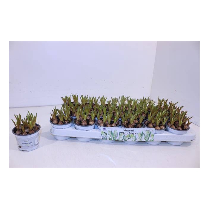 <h4>Muscari white Magic 9Ø 14cm</h4>