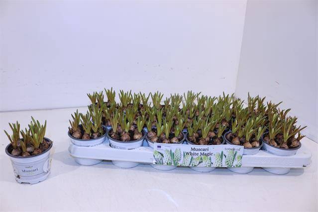 Muscari white Magic 9Ø 14cm
