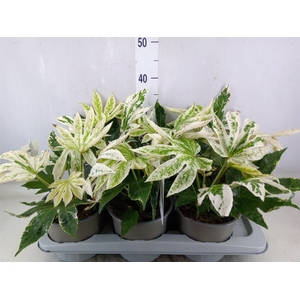 Fatsia japonica 'Variegata'