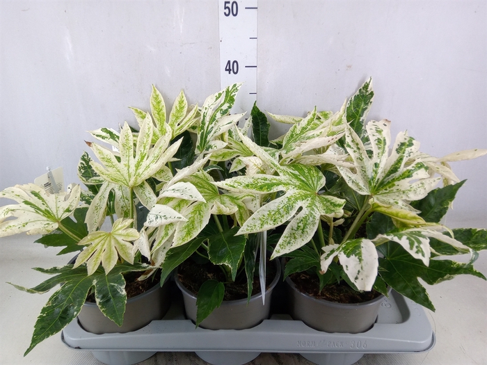 <h4>Fatsia japonica 'Variegata'</h4>