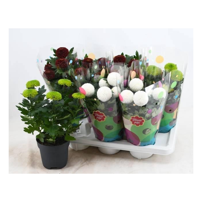 <h4>CHRYS FP GEM</h4>