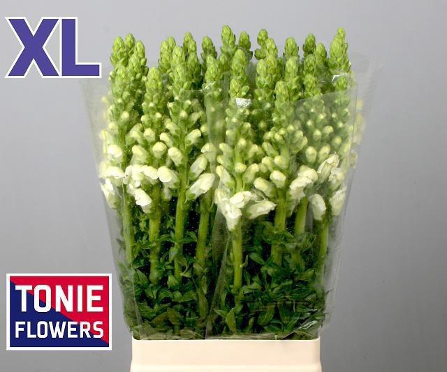 <h4>Antir Poto White</h4>