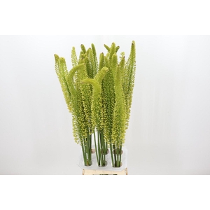 Eremurus Yellow Impact