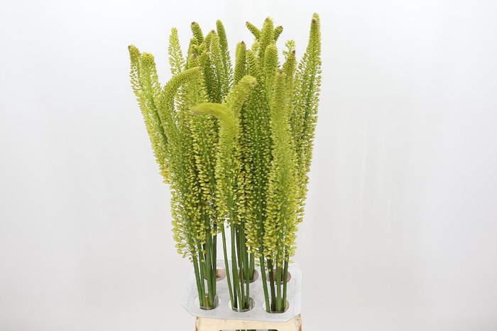 <h4>Eremurus Yellow Impact</h4>