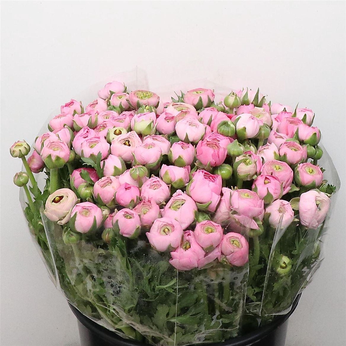 <h4>Ran El Pink Extra</h4>