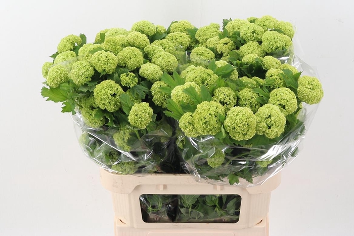 <h4>Viburnum Roseum St</h4>