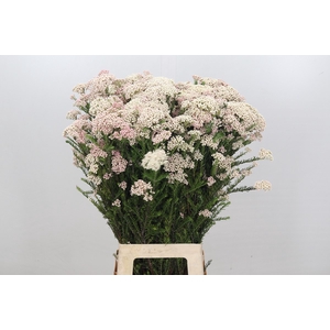 Ozothamnus Cooks Lightpink Spray