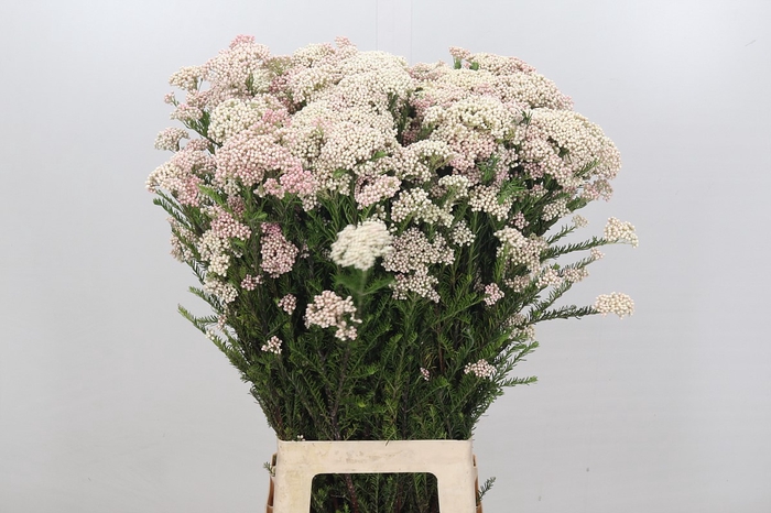 Ozothamnus Cooks Lightpink Spray