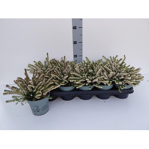 ERIC DA SILBERSCHMEL