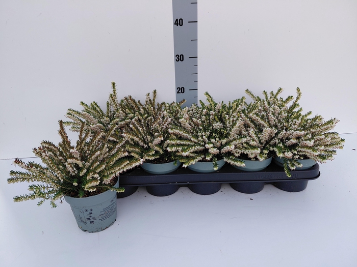 <h4>ERIC DA SILBERSCHMEL</h4>