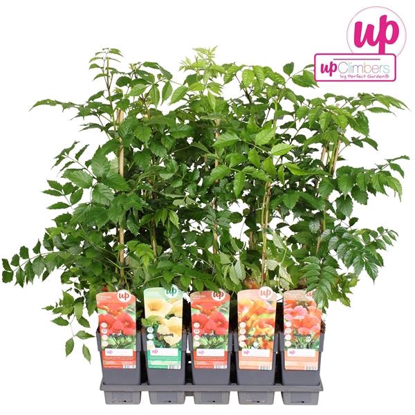 <h4>Campsis Mix Tray</h4>